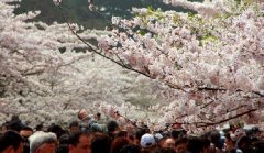 你見過空無一人的中山公園櫻花大道嗎？美！